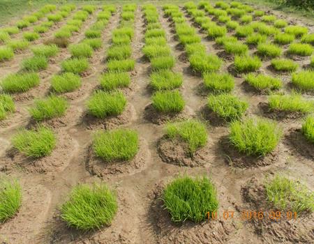 Amarkanan Rural Socio Environmental Welfare Society
